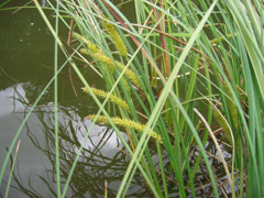 Carex rostrata Beaded Sedge, Beaked sedge Carex rostrata Beaded Sedge, Beaked sedge