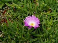 Carpobrotus glaucescens Pigface Carpobrotus glaucescens Pigface