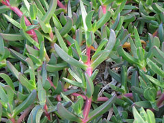Carpobrotus glaucescens Pigface Carpobrotus glaucescens Pigface