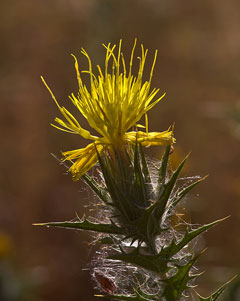 Carthamus lanatus Distaff Thistle Carthamus lanatus Distaff Thistle