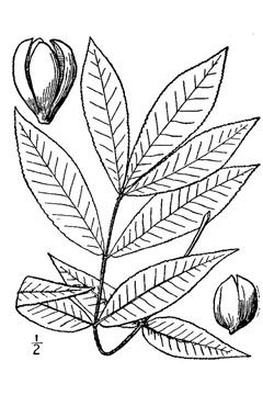 Carya buckleyi Black hickory Carya buckleyi Black hickory