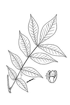 Carya laciniosa Shellbark Hickory Carya laciniosa Shellbark Hickory