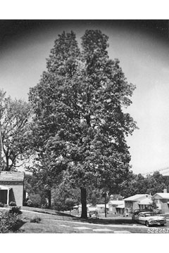 Carya tomentosa Mockernut,White Heart Hickory, Mockernut Hickory Carya tomentosa Mockernut,White Heart Hickory, Mockernut Hickory