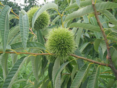Castanea crenata Japanese Chestnut Castanea crenata Japanese Chestnut