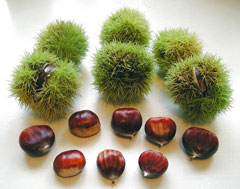 Castanea sativa Sweet Chestnut, European chestnut