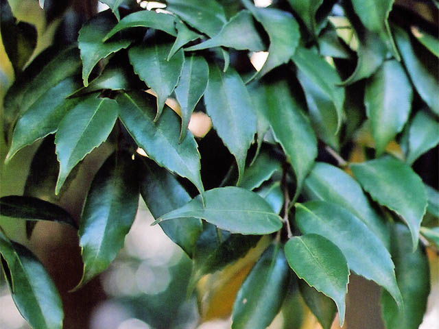 Castanopsis cuspidata Japanese Chinquapin