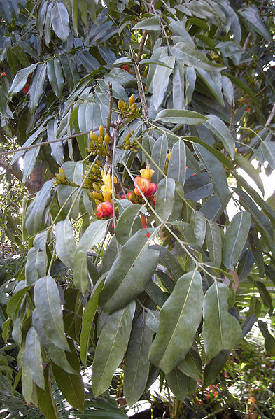 Castanospermum australe Moreton Bay Chestnut