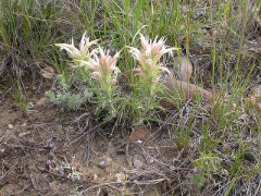 Castilleja sessiliflora Downy Paintedcup Castilleja sessiliflora Downy Paintedcup