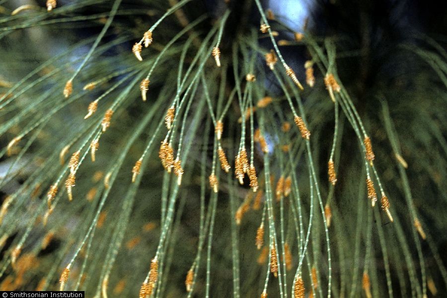 Casuarina cristata Belah Casuarina cristata Belah