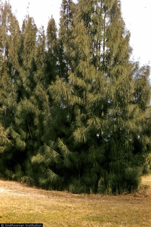 Casuarina cristata Belah Casuarina cristata Belah