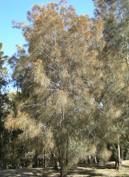 Casuarina cunninghamiana River She-Oak Casuarina cunninghamiana River She-Oak