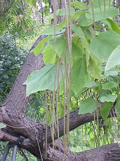 Catalpa bignonioides Indian Bean Tree
