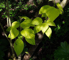 Catalpa bignonioides Indian Bean Tree