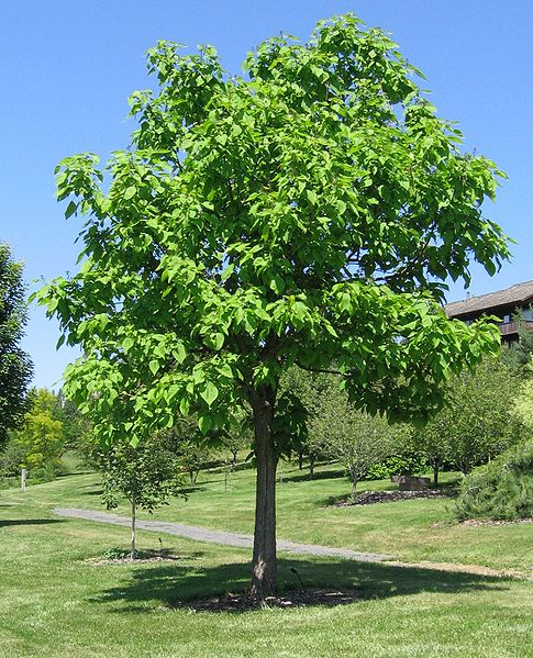 Catalpa speciosa Shawnee Wood, Northern catalpa, Early Flowering Catalpa, Hardy Catalpa, Western Catalpa, Indian Ciga Catalpa speciosa Shawnee Wood, Northern catalpa, Early Flowering Catalpa, Hardy Catalpa, Western Catalpa, Indian Ciga