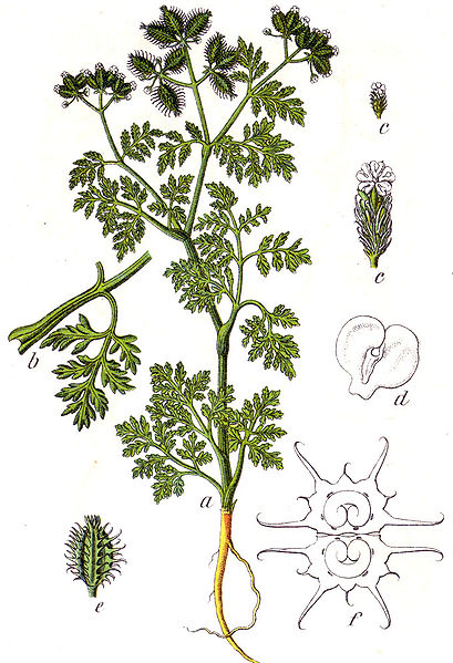 Caucalis platycarpos Small Bur-Parsley, Carrot bur parsley Caucalis platycarpos Small Bur-Parsley, Carrot bur parsley