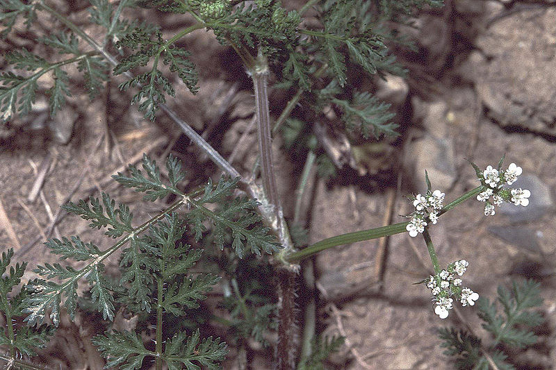 Caucalis platycarpos Small Bur-Parsley, Carrot bur parsley Caucalis platycarpos Small Bur-Parsley, Carrot bur parsley