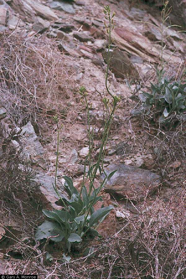 Streptanthus glaucus Glaucous wild cabbage Streptanthus glaucus Glaucous wild cabbage