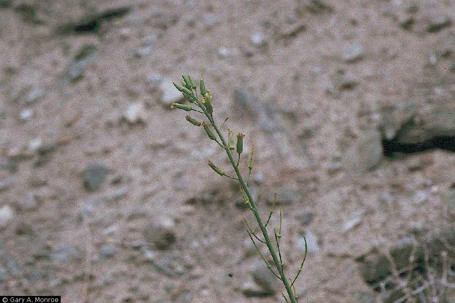 Streptanthus glaucus Glaucous wild cabbage Streptanthus glaucus Glaucous wild cabbage