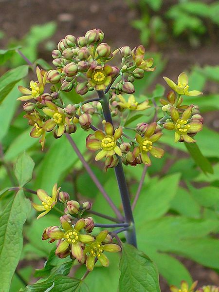Caulophyllum thalictroides Papoose Root, Blue cohosh Caulophyllum thalictroides Papoose Root, Blue cohosh