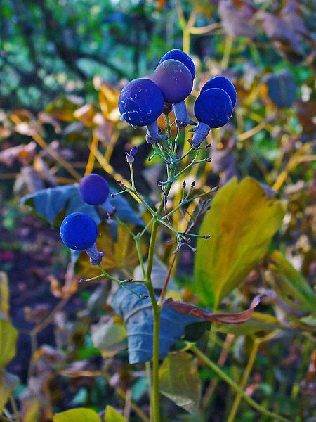 Caulophyllum_thalictroides Papoose Root,  Blue cohosh