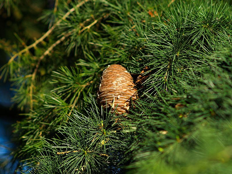 Cedrus deodara Deodar, Deodar cedar Cedrus deodara Deodar, Deodar cedar