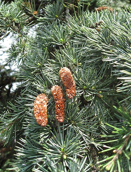 Cedrus libani Cedar Of Lebanon Cedrus libani Cedar Of Lebanon