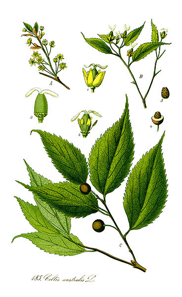 Celtis_australis Nettle Tree, European hackberry