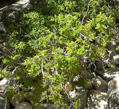 Celtis reticulata Paloblanco, Netleaf hackberry Celtis reticulata Paloblanco, Netleaf hackberry