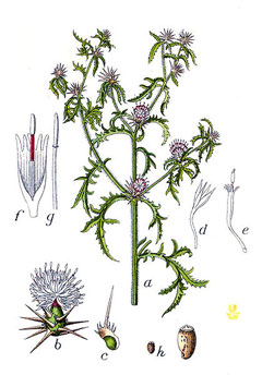Centaurea calcitrapa Common Star Thistle, Red star-thistle Centaurea calcitrapa Common Star Thistle, Red star-thistle