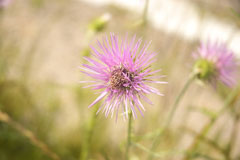 Centaurea calcitrapa Common Star Thistle, Red star-thistle Centaurea calcitrapa Common Star Thistle, Red star-thistle