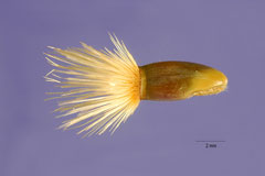 Centaurea depressa Iranian knapweed Centaurea depressa Iranian knapweed