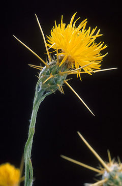Centaurea solstitialis St. Barnaby Centaurea solstitialis St. Barnaby