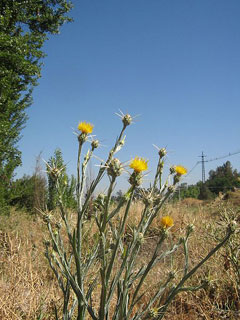 Centaurea solstitialis St. Barnaby Centaurea solstitialis St. Barnaby