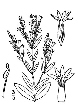 Centaurium spicatum Spiked centaury Centaurium spicatum Spiked centaury