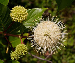 Cephalanthus occidentalis Button Bush, Common buttonbush, Button Willow, Honey Bells, Buttonbush Cephalanthus occidentalis Button Bush, Common buttonbush, Button Willow, Honey Bells, Buttonbush