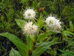 Cephalanthus occidentalis Button Bush, Common buttonbush, Button Willow, Honey Bells, Buttonbush Cephalanthus occidentalis Button Bush, Common buttonbush, Button Willow, Honey Bells, Buttonbush