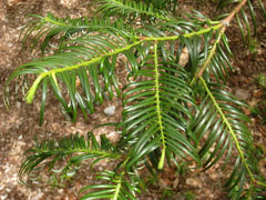 Cephalotaxus fortunei Chinese Plum Yew