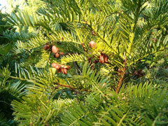 Taxus Japanese Plum Yew