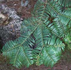 Cephalotaxus harringtonia koreana Korean Plum Yew