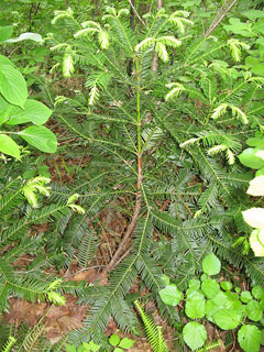 Cephalotaxus harringtonia nana Japanese Plum Yew