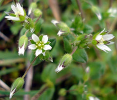 Cerastium semidecandrum Little Mouse-Ear Chickweed, Fivestamen chickweed Cerastium semidecandrum Little Mouse-Ear Chickweed, Fivestamen chickweed