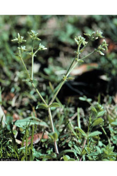 Cerastium glomeratum sticky chickweed Cerastium glomeratum sticky chickweed