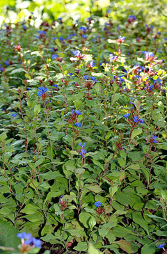 Ceratostigma_plumbaginoides Blue leadwood, Blue Plumbago, Perennial Plumbago, Leadwort