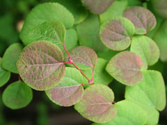 Cercidiphyllum japonicum Katsura Tree Cercidiphyllum japonicum Katsura Tree