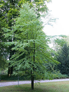 Cercidiphyllum japonicum Katsura Tree Cercidiphyllum japonicum Katsura Tree