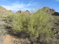 Cercidium microphyllum Paloverde. Foothill palo verde. Small-leaved palo verde Cercidium microphyllum Paloverde. Foothill palo verde. Small-leaved palo verde