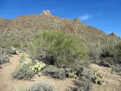 Cercidium microphyllum Paloverde. Foothill palo verde. Small-leaved palo verde Cercidium microphyllum Paloverde. Foothill palo verde. Small-leaved palo verde