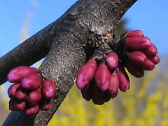 Cercis canadensis Redbud, Eastern redbud, Mexican redbud,Texas redbud Cercis canadensis Redbud, Eastern redbud, Mexican redbud,Texas redbud