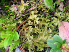 Cetraria islandica Iceland Moss, Island cetraria lichen, Oriental cetraria lichen Cetraria islandica Iceland Moss, Island cetraria lichen, Oriental cetraria lichen