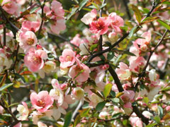 Chaenomeles cathayensis Chinese Quince Chaenomeles cathayensis Chinese Quince